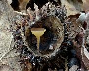 terčka číškomilná - Lanzia echinophila
