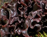 rosolovka listovitá - Tremella foliacea