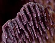 bránovitec hnědofialový - Trichaptum fuscoviolaceum