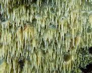 hrotnatečka žlutá - Mycoacia uda