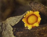 hrachovec hvězdovitý - Sphaerobolus stellatus