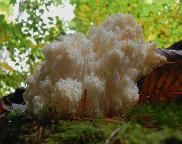 Korálovec jedlový -Hericium alpestre