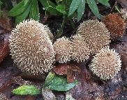 pýchavka ježatá - Lycoperdon echinatum