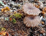 Arrhenia griseopallida - kalichovka šedobledá