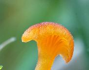 Rickenella cf. fibula – kalichovka oranžová