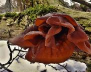 ucho Jidášovo - Auricularia auricula-judae