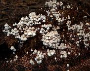 houbový dorost-školka