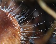 houbáš hnědý - Spinellus fusiger
