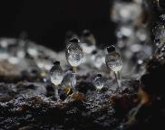 měchomršť krystalický - Pilobolus crystallinus