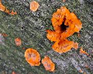 žilnatka oranžová - Phlebia radiata