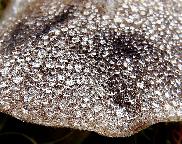 čirůvka zemní - Tricholoma terreum