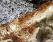 outkovka Trogova - Trametes trogii