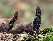 dřevnatka dlouhonohá - Xylaria longipes