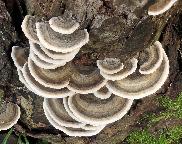 outkovka pestrá - Trametes versicolor