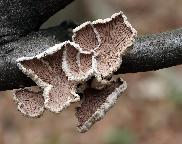 klanolístka obecná - Schizophyllum commune