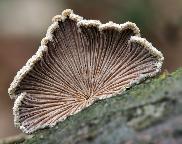 klanolístka obecná - Schizophyllum commune