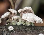 klanolístka obecná - Schizophyllum commune