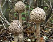 bedla vysoká - Macrolepiota procera