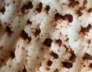 Křemenáč osikový  Leccinum aurantiacum