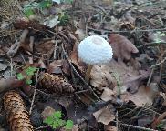 Bedla dívčí- Leucoagaricus nympharum