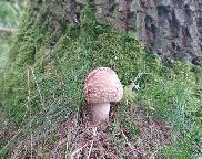 Mochomůrka růžovka- Amanita rubescens