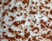 Křemenáč krvavý- Leccinum aurantiacum