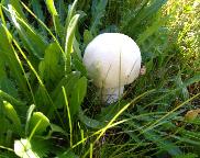 Pečárka polní- Agaricus campestris