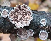 klanolístka obecná - Schizophyllum commune