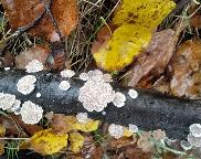klanolístka obecná - Schizophyllum commune