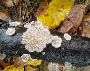 klanolístka obecná - Schizophyllum commune