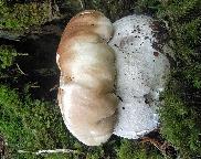 hřib smrkový-Boletus idulis