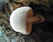 kukmák bělovlnný-Volvariella bombycina