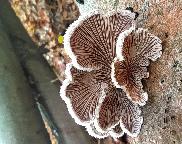 klanolístka obecná - Schizophyllum commune