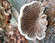 klanolístka obecná - Schizophyllum commune