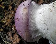 detail pavučinky u (zřejmě) pavučinec modrolilákový-Cortinarius cumatilis