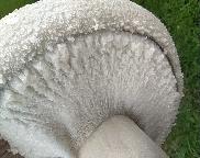 prsten  pečárky honosné-Agaricus crocodilinus