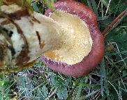 klouzek zrnitý-Suilus granulatus