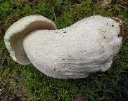 hřib smrkový albín.-Boletus edulis