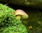 Hřib smrkový-Boletus edulis