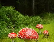 Muchomůrka červená-Amanita muscaria