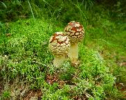 Muchomůrka královská-Amanita regalis