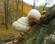 Troudnatec kopytovitý-Fomes fomentarius