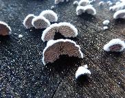 klanolístka obecná - Schizophyllum commune
