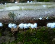 klanolístka obecná - Schizophyllum commune