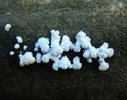 klanolístka obecná - Schizophyllum commune