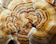 Outkovka pestrá-Trametes versicolor