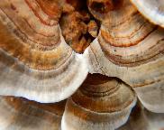 Outkovka pestrá-Trametes versicolor