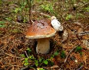 Miminko