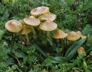 voskovka papouščí - Gliophorus psittacinus
