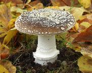 muchomůrka tygrovitá - Amanita panterina